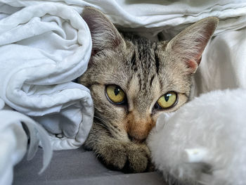 Close-up of cute tabby kitten watching with big orange eyes from under a white blanket in bed