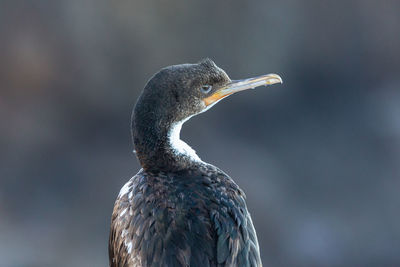 Close-up of a bird looking away