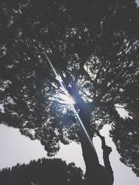 Low angle view of silhouette tree against sky
