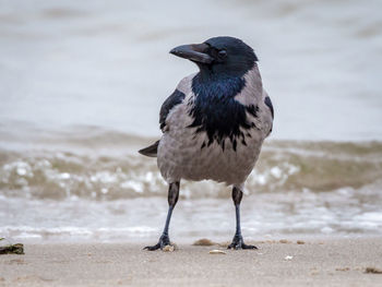 Close-up of crow perching on shore at beach