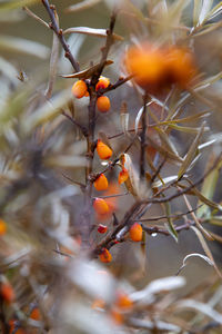 Close-up of orange berries on tree