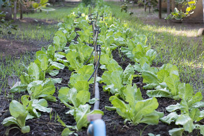 Close-up of plants growing on field