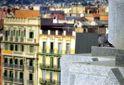 Bird perching on a building