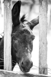 On a farm there is a black donkey behind a wooden fence