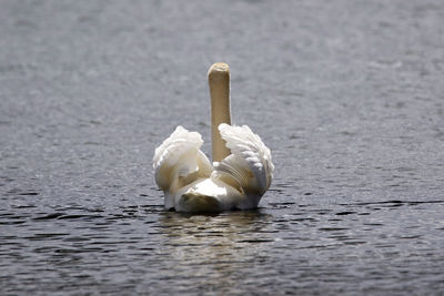 Close-up of swan in lake