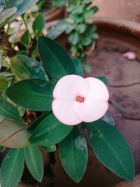 Close-up of pink flower