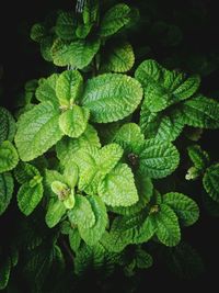 Close-up of leaves