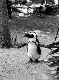 High angle view of birds on land