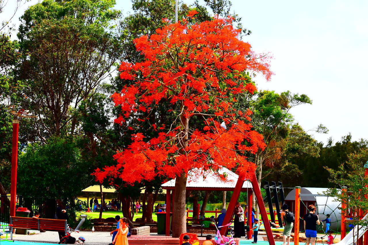 tree, red, growth, outdoors, nature, day, sky, no people, beauty in nature, freshness