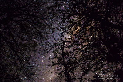 Low angle view of tree at night