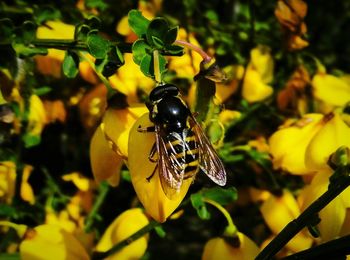 Close-up of insect on flower