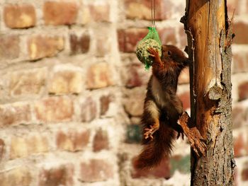 Squirrel eating food against brick wall