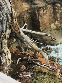 Close-up of lizard on tree trunk