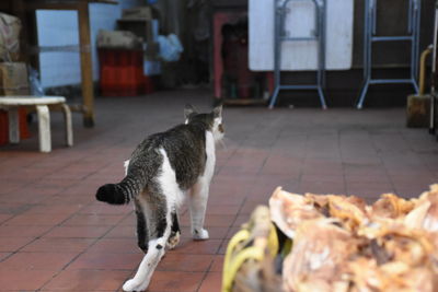 Cat on floor