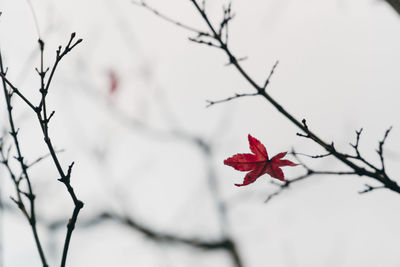 Close-up of red flowering plant