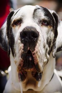 Close-up portrait of dog