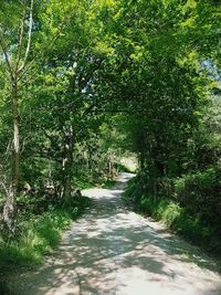 Dirt road amidst trees in forest