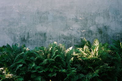 Plants growing against concrete wall