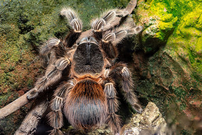 Close up of a bahia scarlet tarantula  in captivity