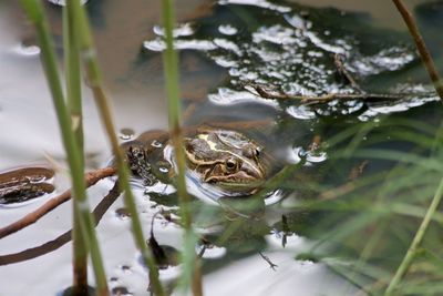 Close-up of a frog in water