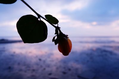 Close-up of orange fruits hanging on sea against sky during sunset