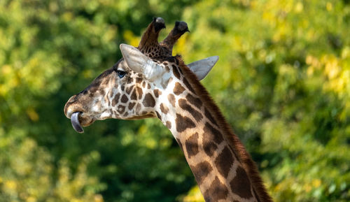 Close-up of giraffe