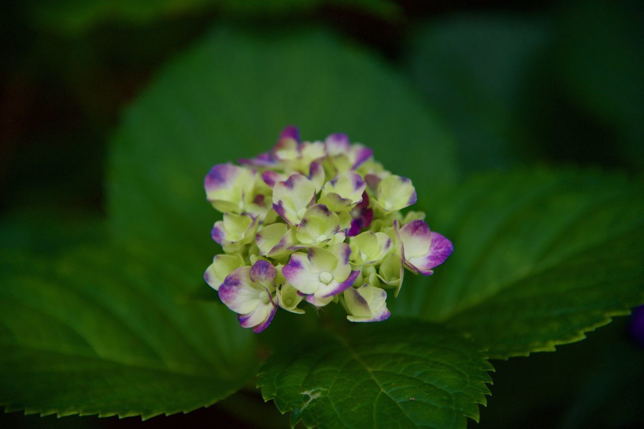 CLOSE-UP OF PINK FLOWERS