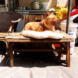 Dog sitting on floor