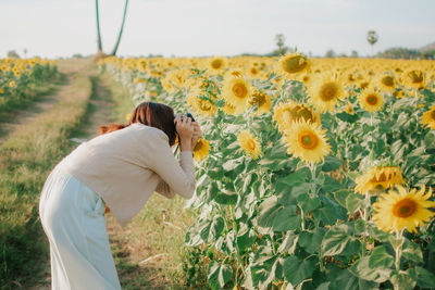 High angle view of woman standing on sunflower field