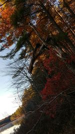 Bare trees in park