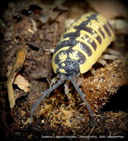 Close-up of insect on land