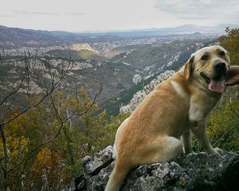 Dog looking at camera
