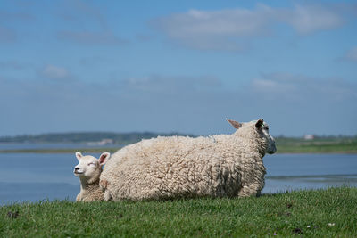 Sheeps in a field overlooking the ocean