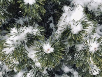 High angle view of pine tree during winter