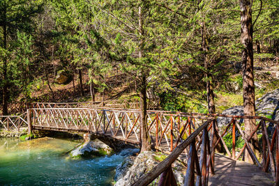 View of bridge in forest