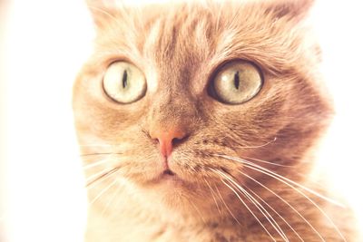 Close-up portrait of a cat