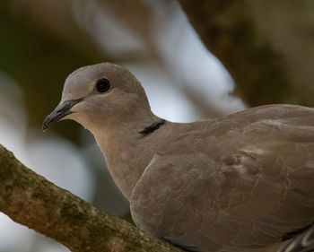 Close-up of bird perching on branch