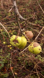 Close-up of fruits on tree