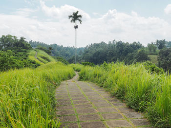 Scenic view of field against cloudy sky