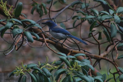 Bird perching on branch