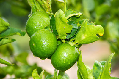 Close-up of fruits growing on tree