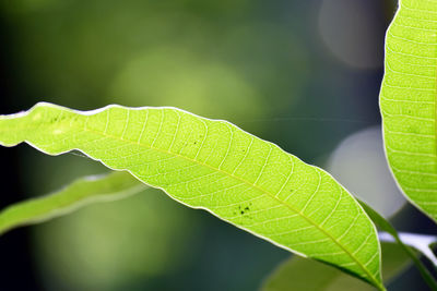 Close-up of green leaves