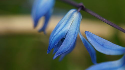 Close-up of purple flowering plant