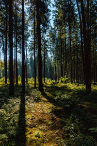 Pine trees in forest