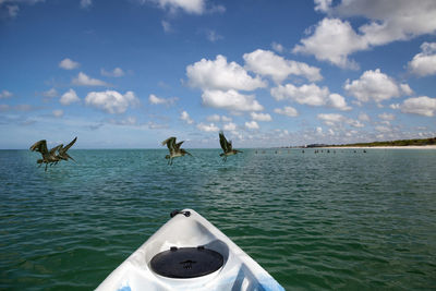 Pelicans pelecanus occidentalis in front of a kayak on the ocean of delnor wiggins state park.