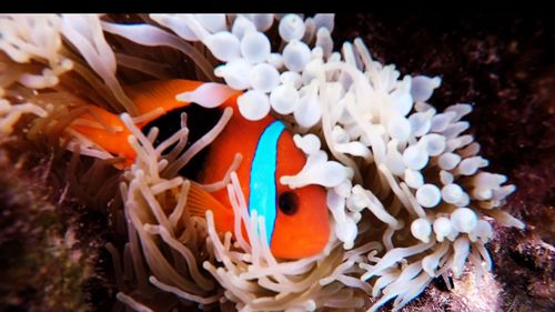 Close-up of coral in sea