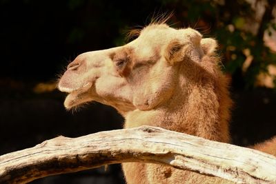 Close-up of camel