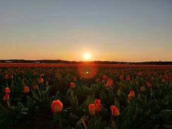 View of red tulips growing on field against sky during sunset