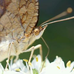 Close-up of insect on white flower