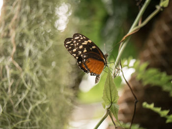 Butterfly on leaf